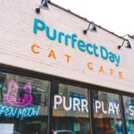 Account avatar for Purrfect Day Cat Café Covington