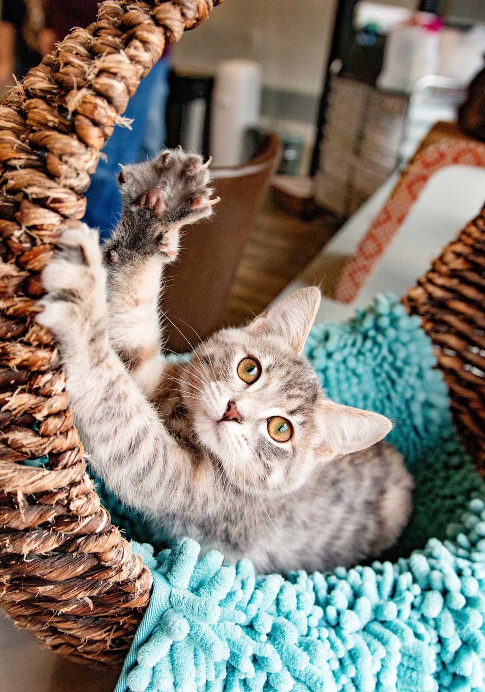 Purrfect Day Cat Cafe experience