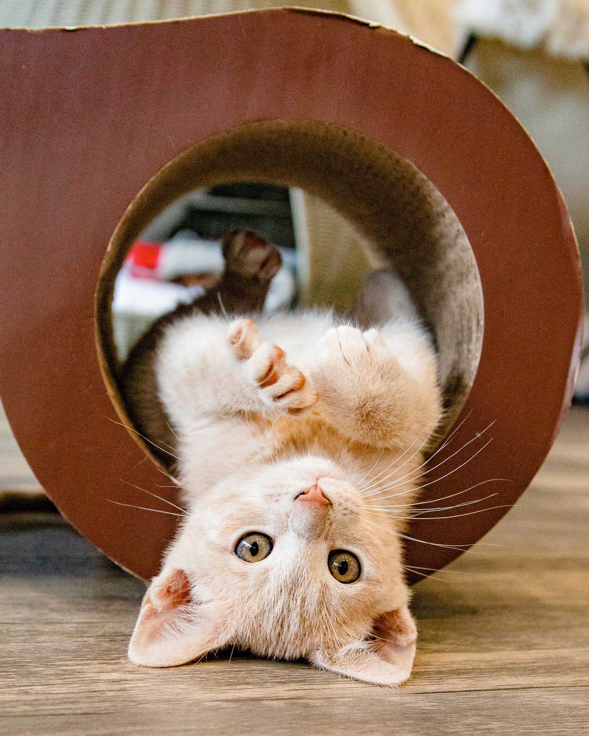 Purrfect Day Cafe adoption process
