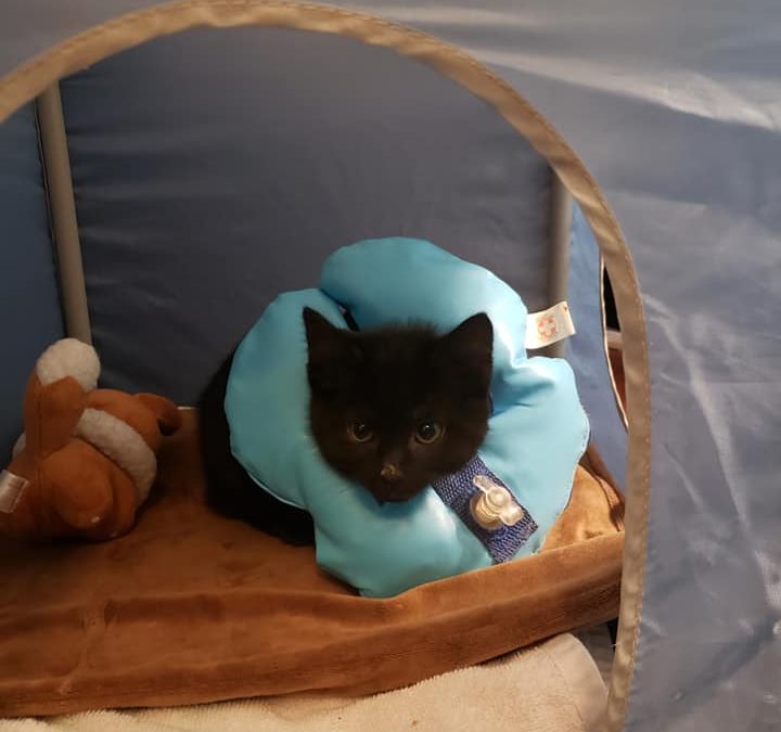 Purrfect Day Cat Cafe gallery